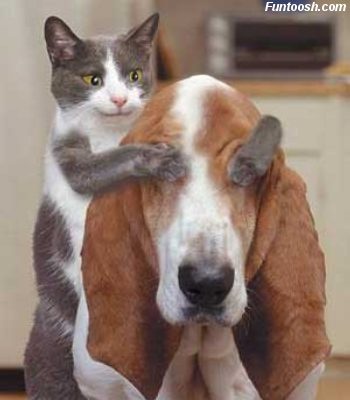 Anjing dan Kucing HABINSARAN PARSOBURAN